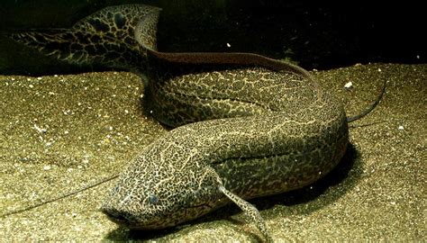 The Amazing Ancient Fishes of Africa .